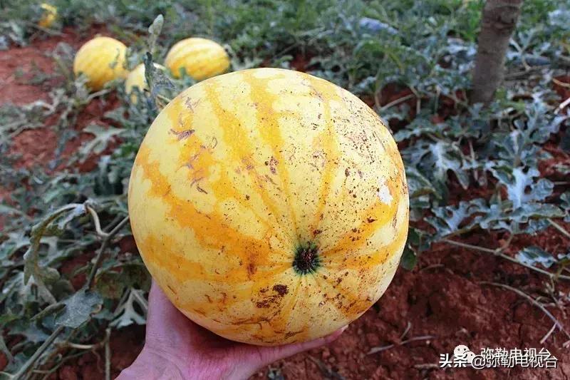 弥勒千亩西瓜熟了！黄心瓜、红心瓜、小香瓜…你喜欢哪种？