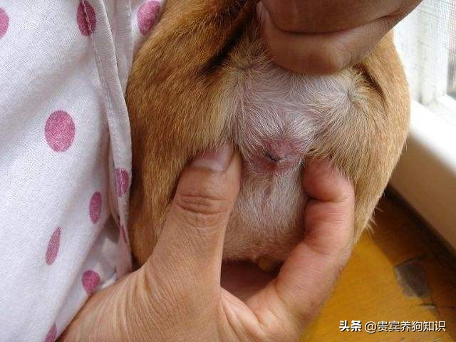 狗狗肛门腺不挤，主人狗狗都难受，到底怎么帮狗狗挤呢？