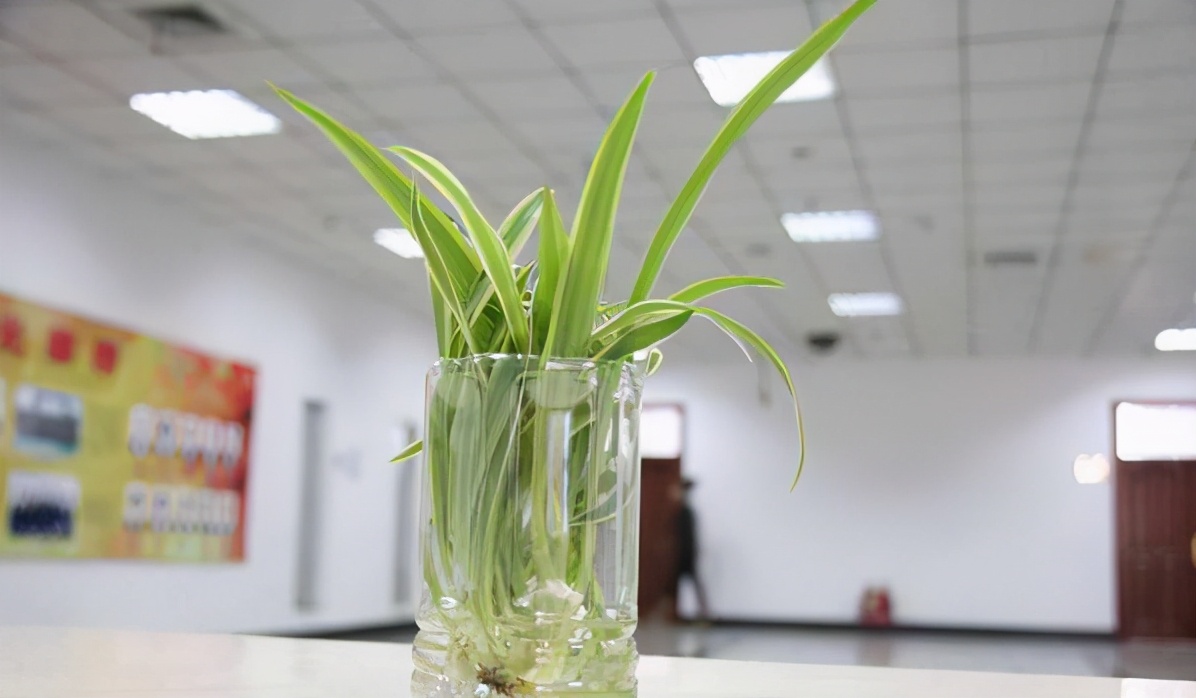 实用扦插教学让植物一盆变多盆,容易扦插成活的盆栽植物