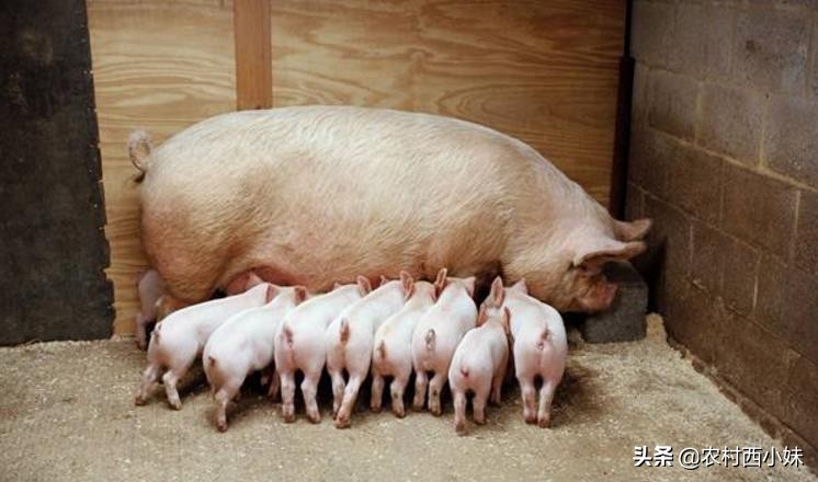 针对母猪产后“三联症”这里有妙招