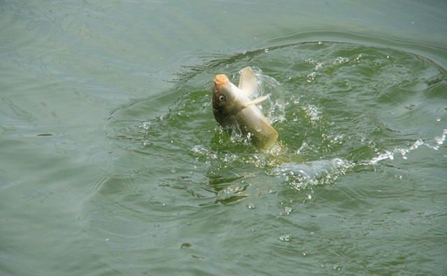 现在的蓝鲫怎么不好用了,为什么蓝鲫只有香腥