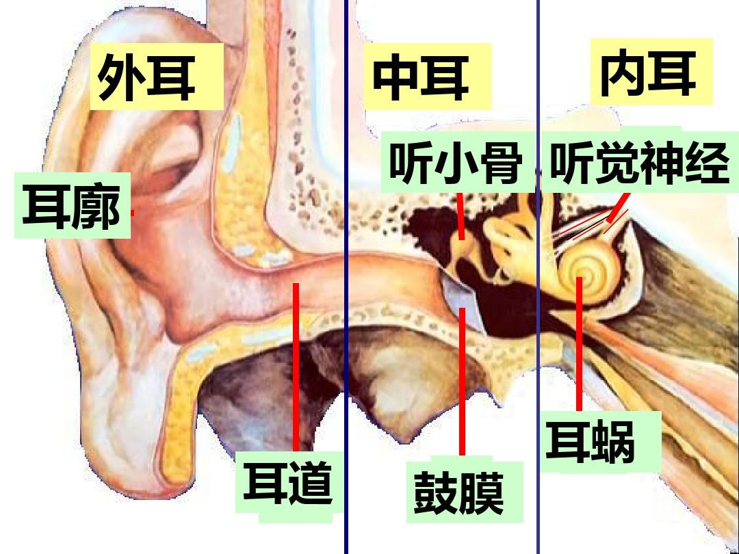 听小骨轻微损伤是什么导致的,听小骨损坏能听到声音吗
