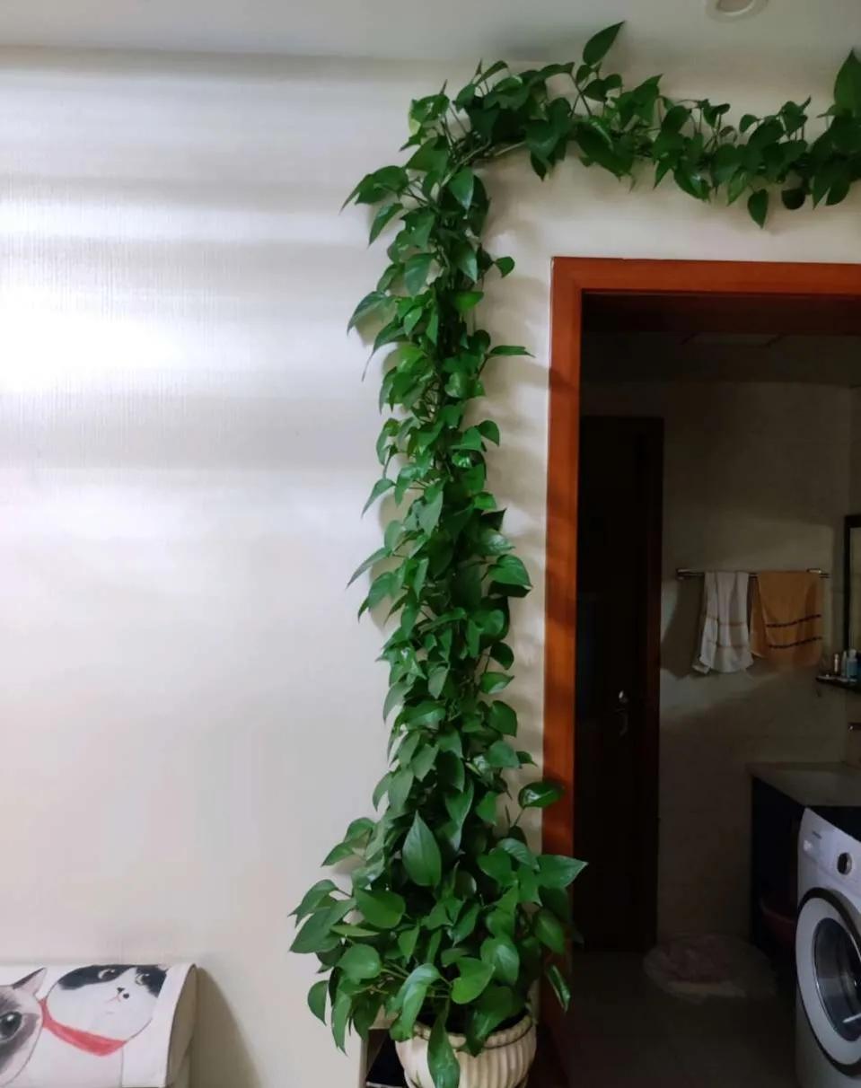 绿萝过冬方法图解大全,绿萝北方过冬妙招