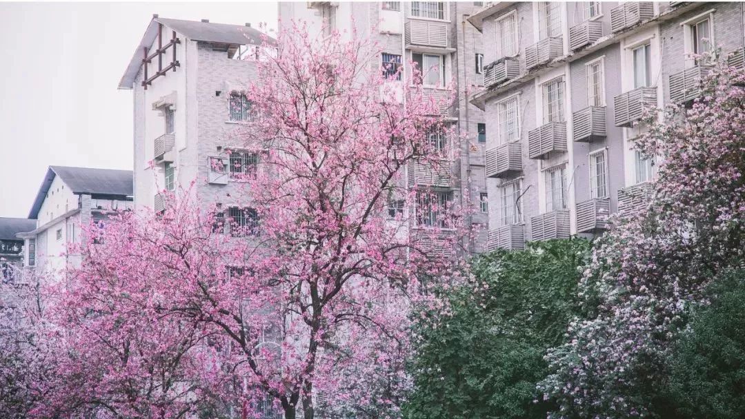 广西有座小城,广西这个宜居小城很低调