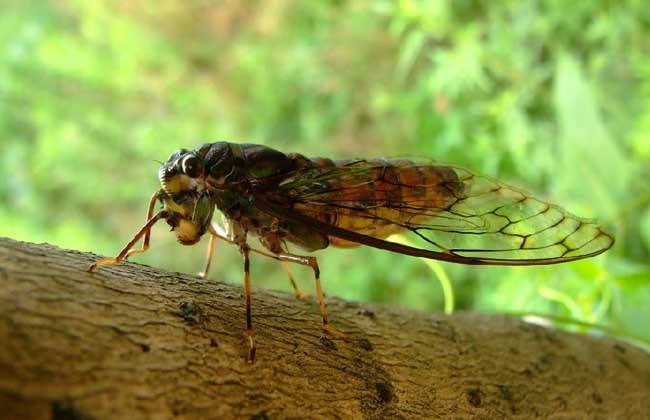 抖音助农人工养殖金蝉,人工养殖金蝉属于禁食吗