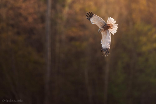 尼康500mmf4e使用体会,尼康500mmf4和600mmf4