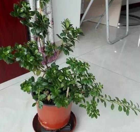 花草叶子干枯蔫了怎么回事,花缺水叶子都蔫了多久能恢复