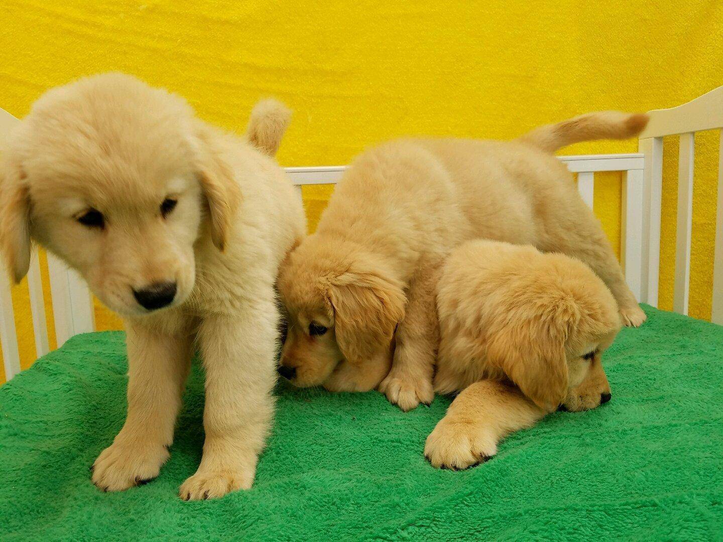 狗狗刚到新家拉肚子怎么办,我的养狗经验