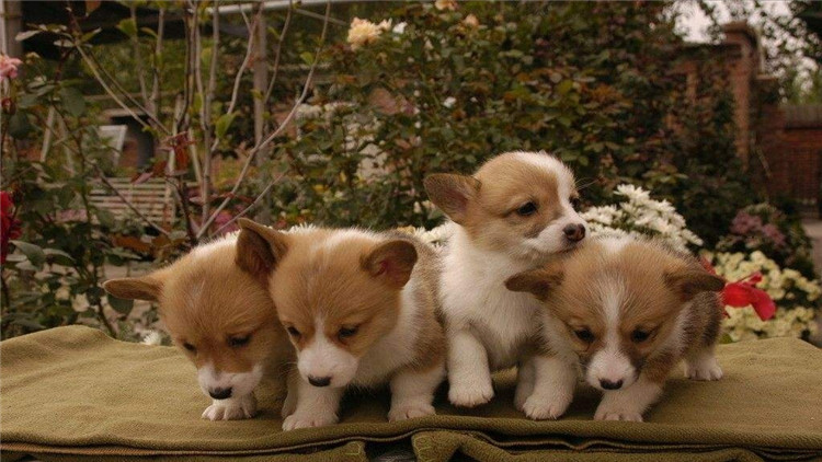 狗狗突然不吃狗粮怎么解决,狗狗突然不吃任何狗粮怎么回事