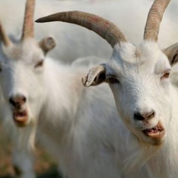 农家肥是猪粪好还是兔粪,农家粪肥推荐