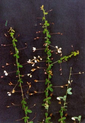 治中暑绝招,掐后颈治疗中暑