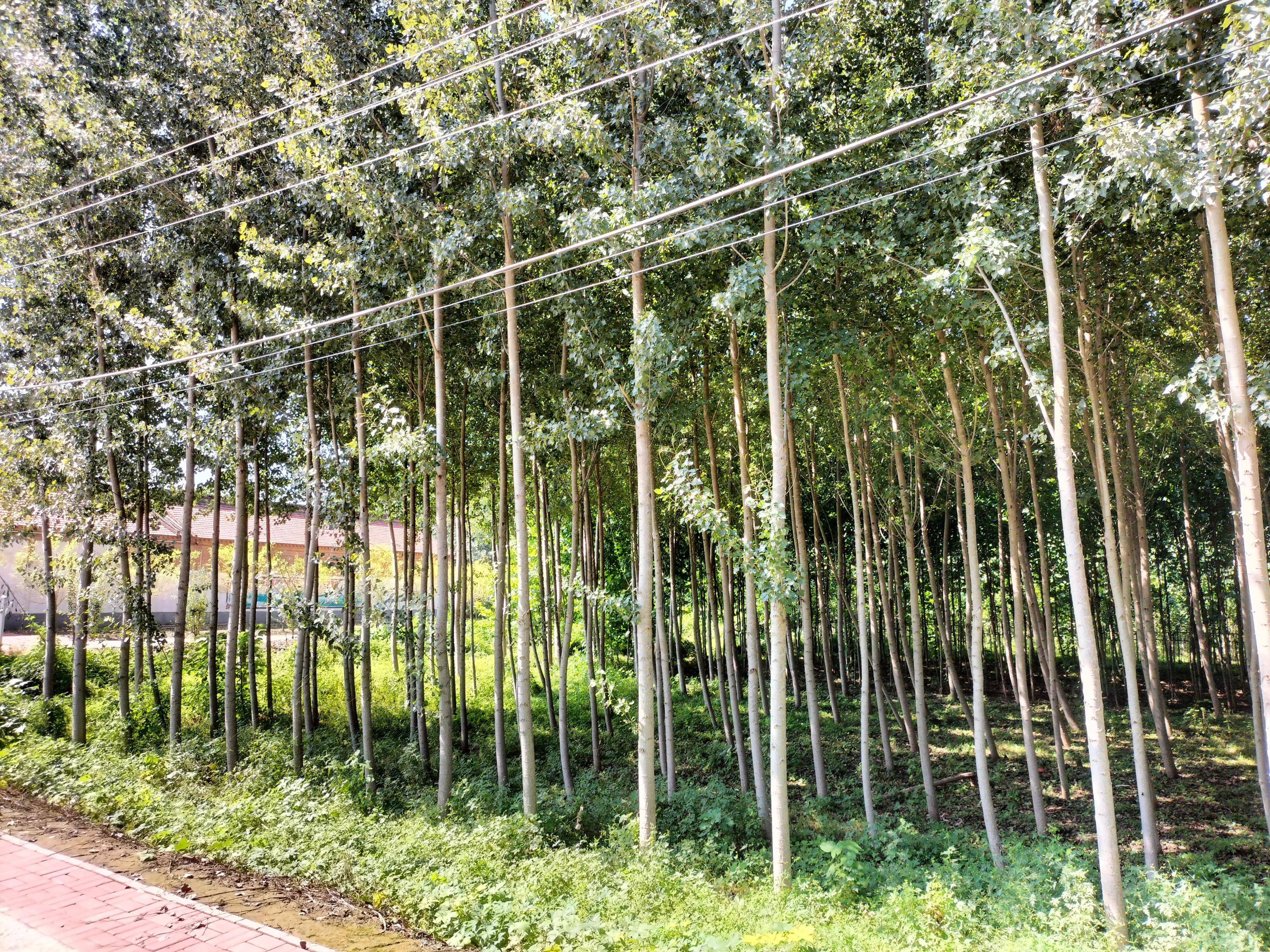 采访记录表模板,采访记录表四年级下册