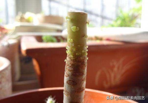 怎样能让多肉长出侧枝,多肉老桩杆子长不爆侧芽怎么办