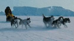 拉雪橇救小镇的哈士奇电影,哈士奇从狗肉馆救出来的二哈