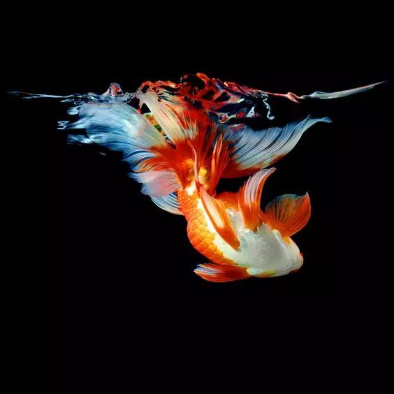 这些五彩斑斓的金鱼养眼又养心,最美的观赏金鱼值得一看