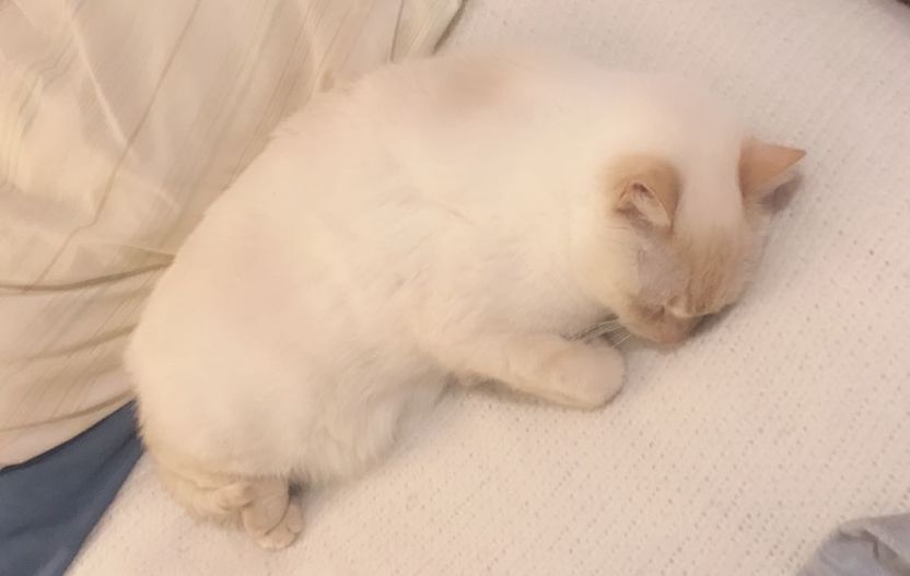 猫咪疯狂啃咬尾巴至出血，诊断后竟是得了抑郁症…