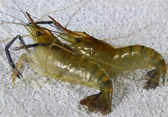 河虾最好吃的六种做法,河虾10种家常做法