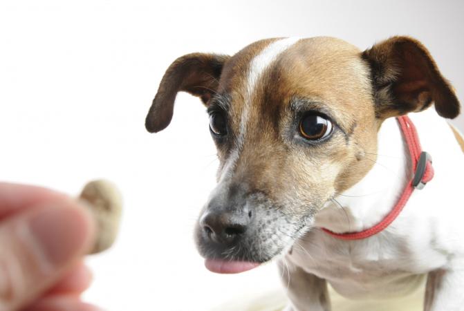 狗狗膀胱结石手术后怎么恢复,狗狗得膀胱结石怎么办