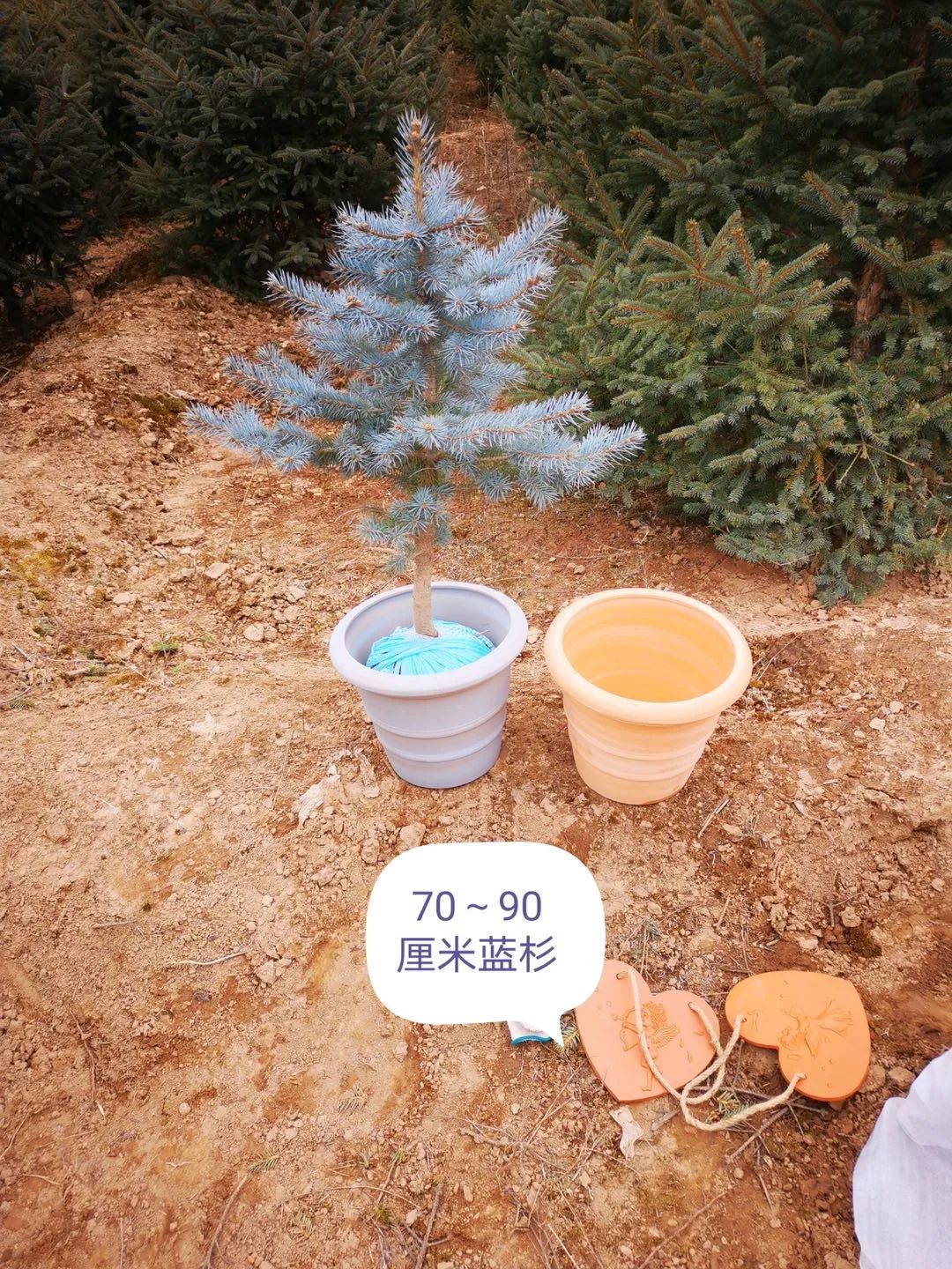 挪威云杉夏天怎么养,挪威云杉温和净肤