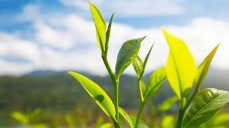 推荐几款实用的洗面奶,5款推荐的洗面奶