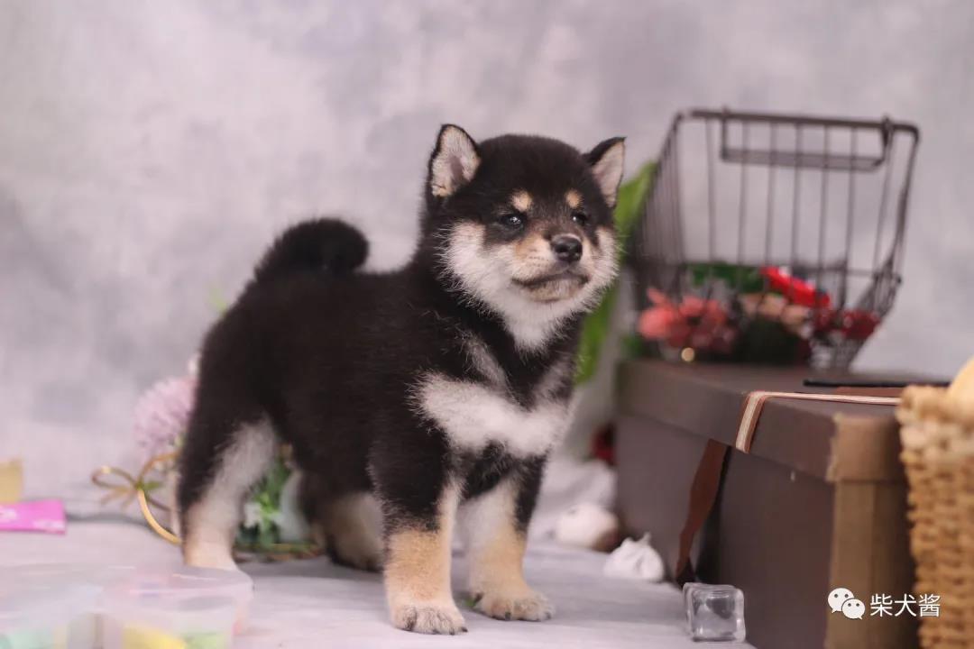 柴犬是不是有一段掉毛的尴尬期,柴犬尴尬期吃什么食物