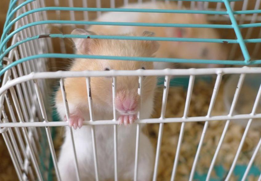 虎毒不食子，为什么仓鼠如此执着于“吃孩子”？原来是有苦衷的