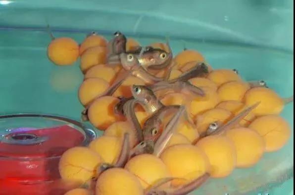 养龙鱼知识大全,龙鱼的起源与产地水族馆