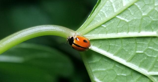 瓢虫害虫和益虫的区别图,益虫害虫有哪些视频