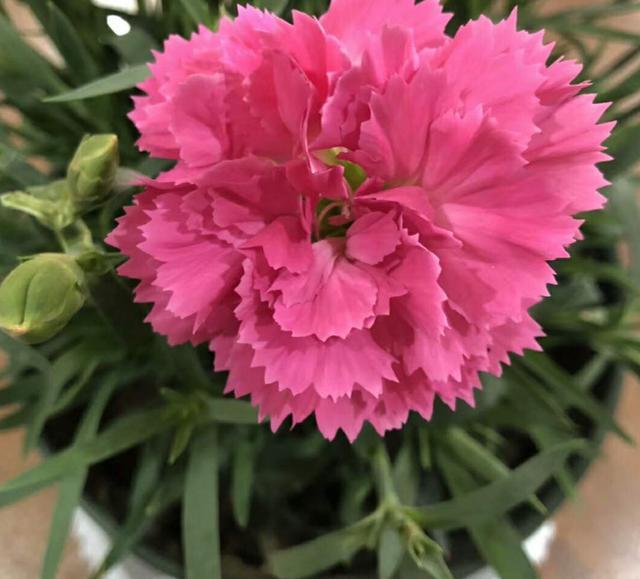 怎么养能让康乃馨快速开花,康乃馨花苞到家怎么放花盆里