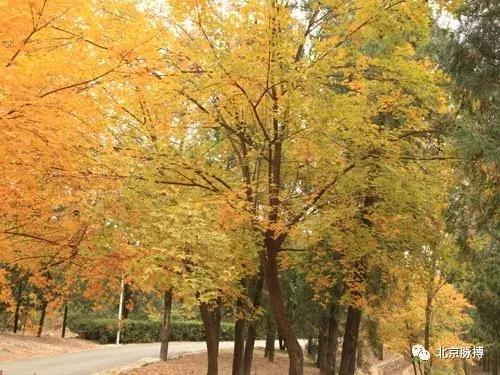 北京国家森林公园风景,画说北京故事