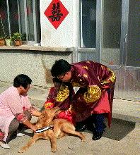 因舍不得主人出嫁，它选择这样做，“不管你去哪，带上我一起！”