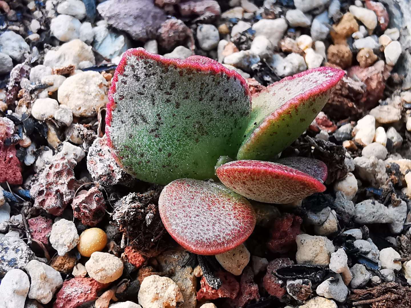 水泡多肉大全,水泡多肉叶片发焉