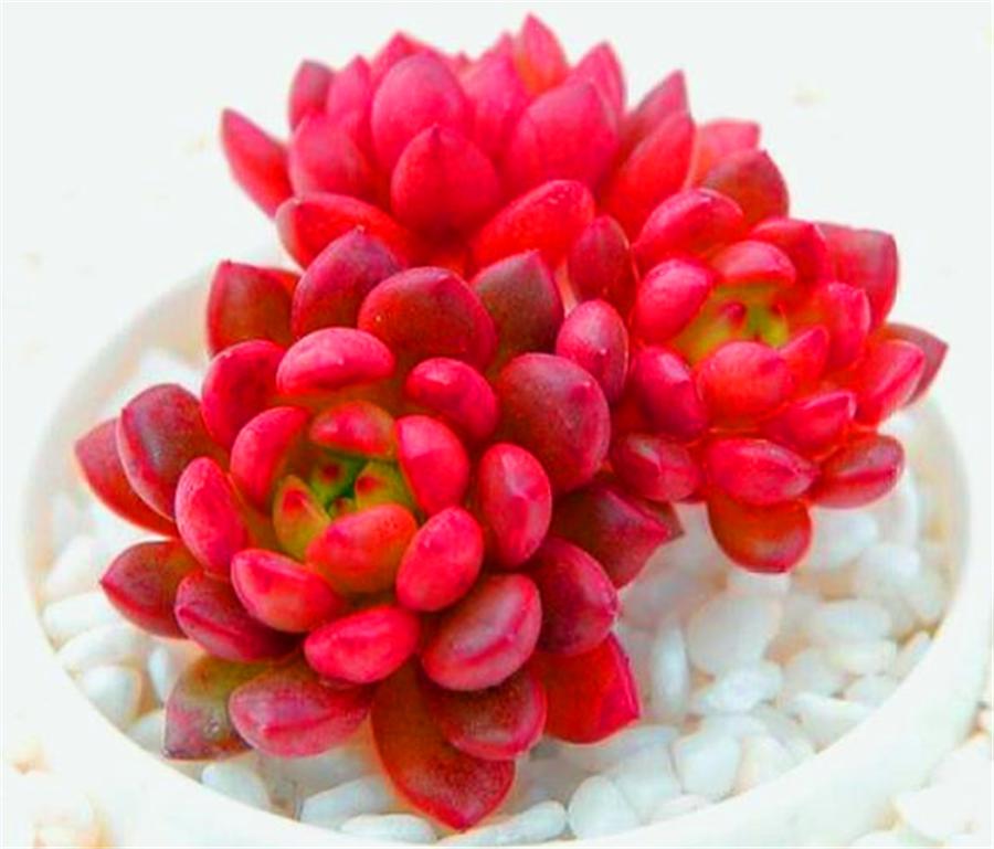 多肉红宝石叶子干瘪还能活吗,多肉红宝石叶片发黑怎么办