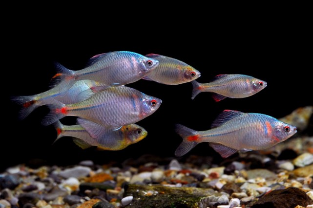 鳑鲏以前被人嫌弃的鱼,鳑鲏鱼经济价值