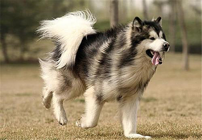 武汉阿拉斯加走失,阿拉斯加在楼顶回去了吗