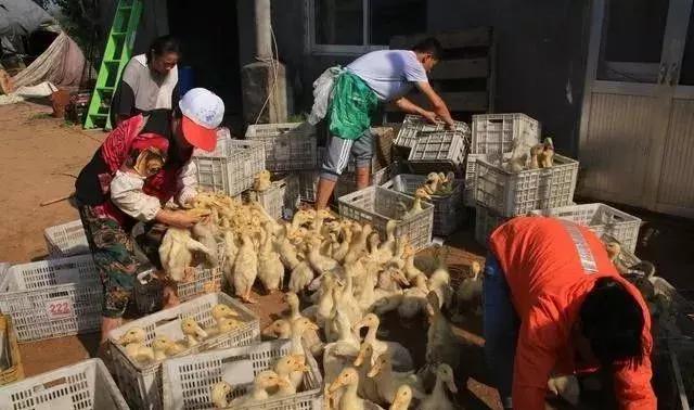 肉鸭亏损严重,生猪养殖户亏损原因及解密