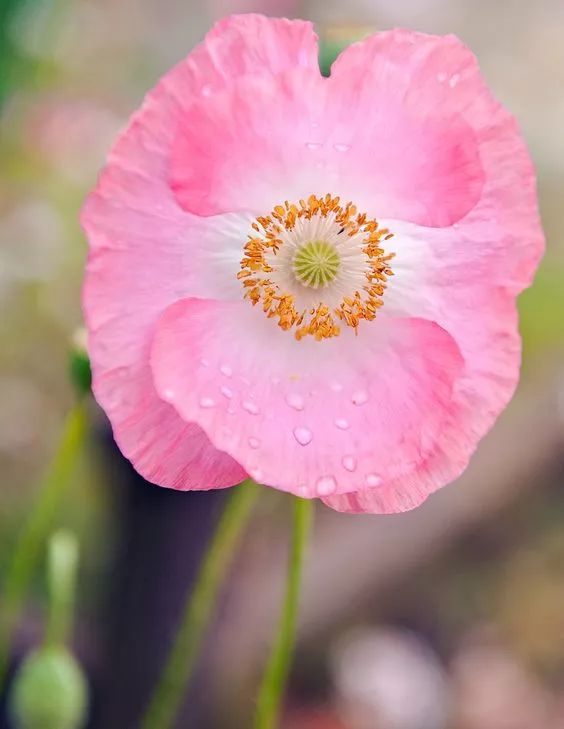 春天诗歌,春天到了的现代诗歌