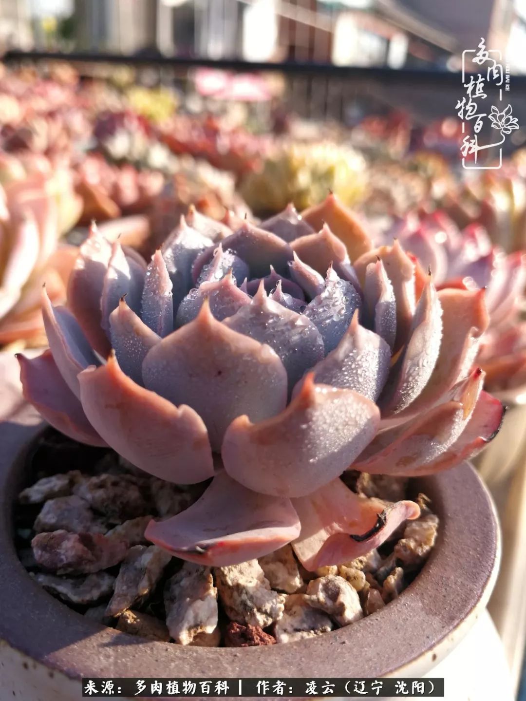 秋闲赏多肉,话育儿,亲生的自家娃,总有一刻让你怦然心动