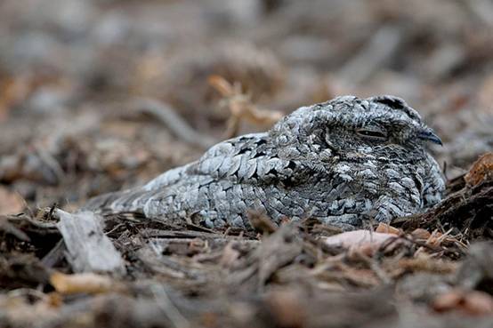 看鸟类视频,各种鸟类过冬姿态
