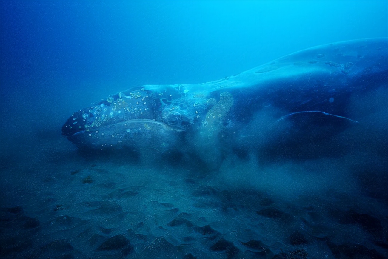 鲸鱼潜到深海不会砸碎藤壶吗,鲸鱼能潜入水下多少米