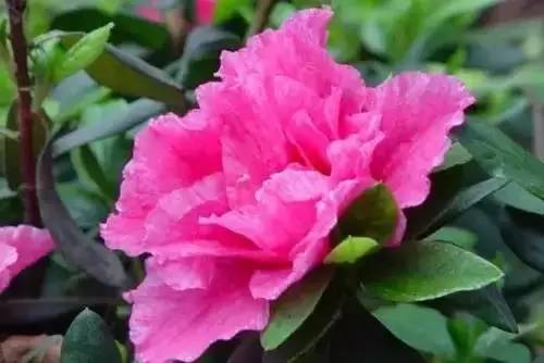 全国56个城市的市花,全国56个城市市花一览