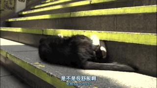 大家都在争抢猫爪杯？吸猫的最高境界，带着摄影机“猫步走天下”