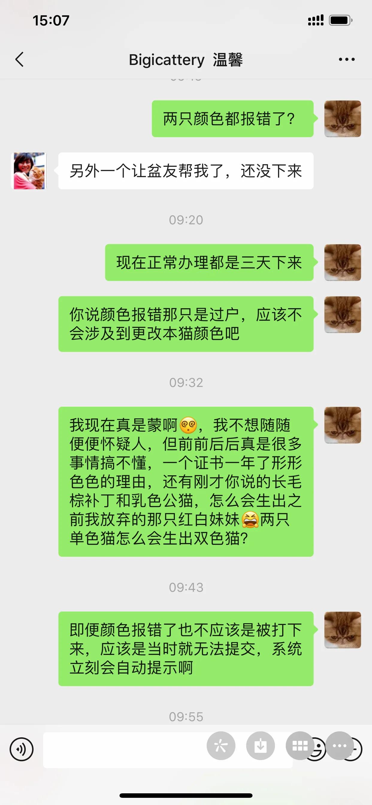 广州猫舍买英短猫,必读猫小屋家购猫流程
