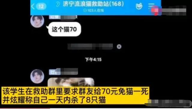 宿舍为什么不可以养猫,该不该在宿舍养猫