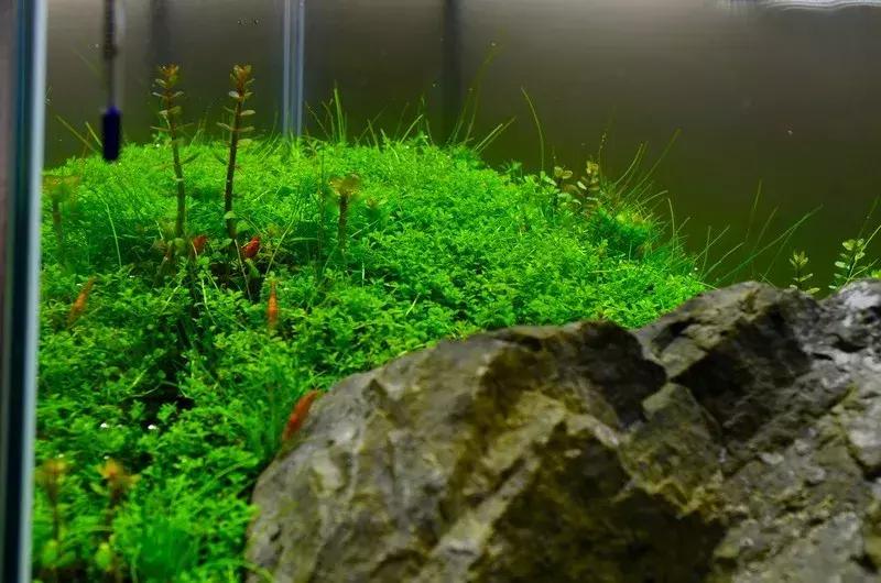 如何打造景观小缸,院子简易水景流水缸制作方法图片