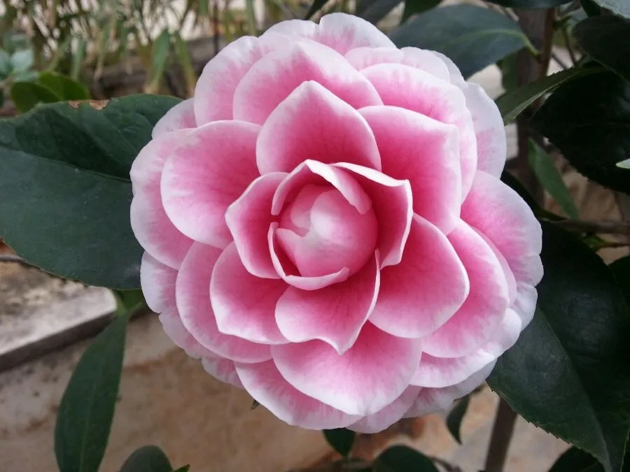 茶花长得很好突然掉叶,茶花新长出来的叶子枯萎怎么回事