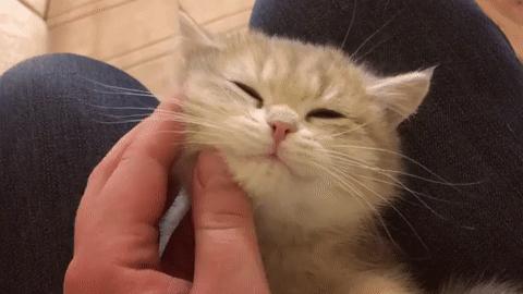 当你亲了猫一下它会摇尾巴,当你亲了猫一口会发生什么