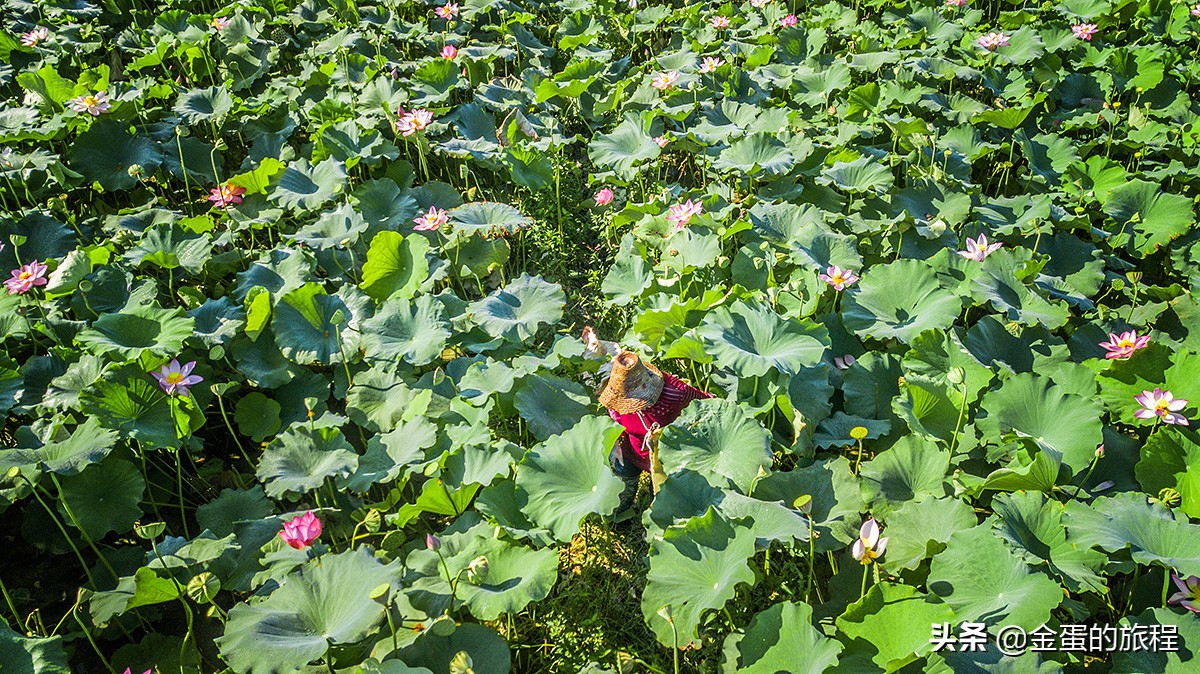 全国最大的荷花养殖基地,中国最大荷花园