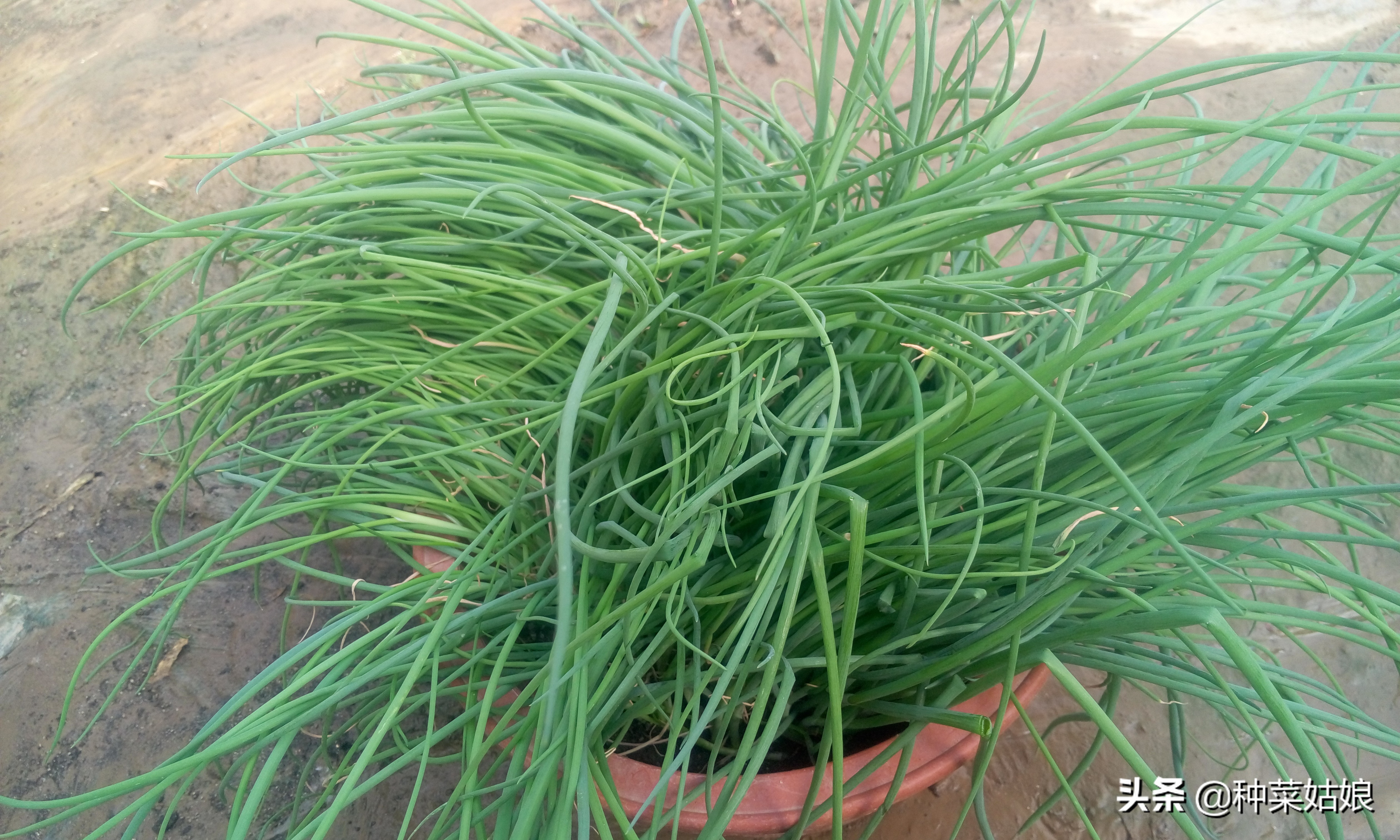 冬季阳光房种菜的技巧与方法,冬季种菜有哪些品种