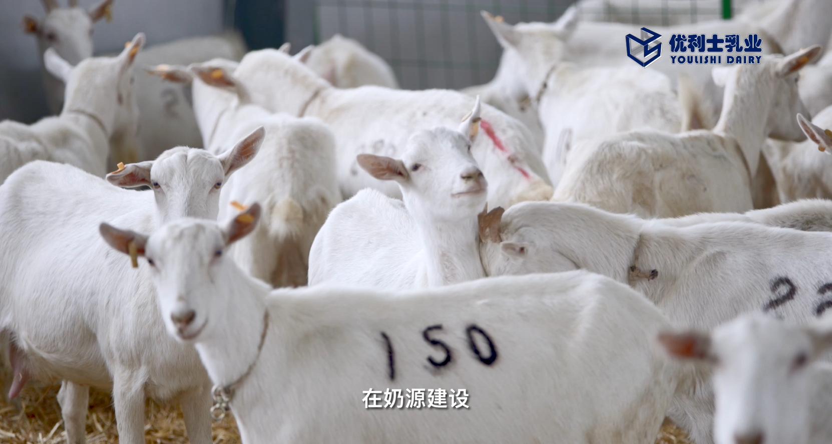 中老年人羊奶养生知识大全,滋补鲜羊奶的功效与作用